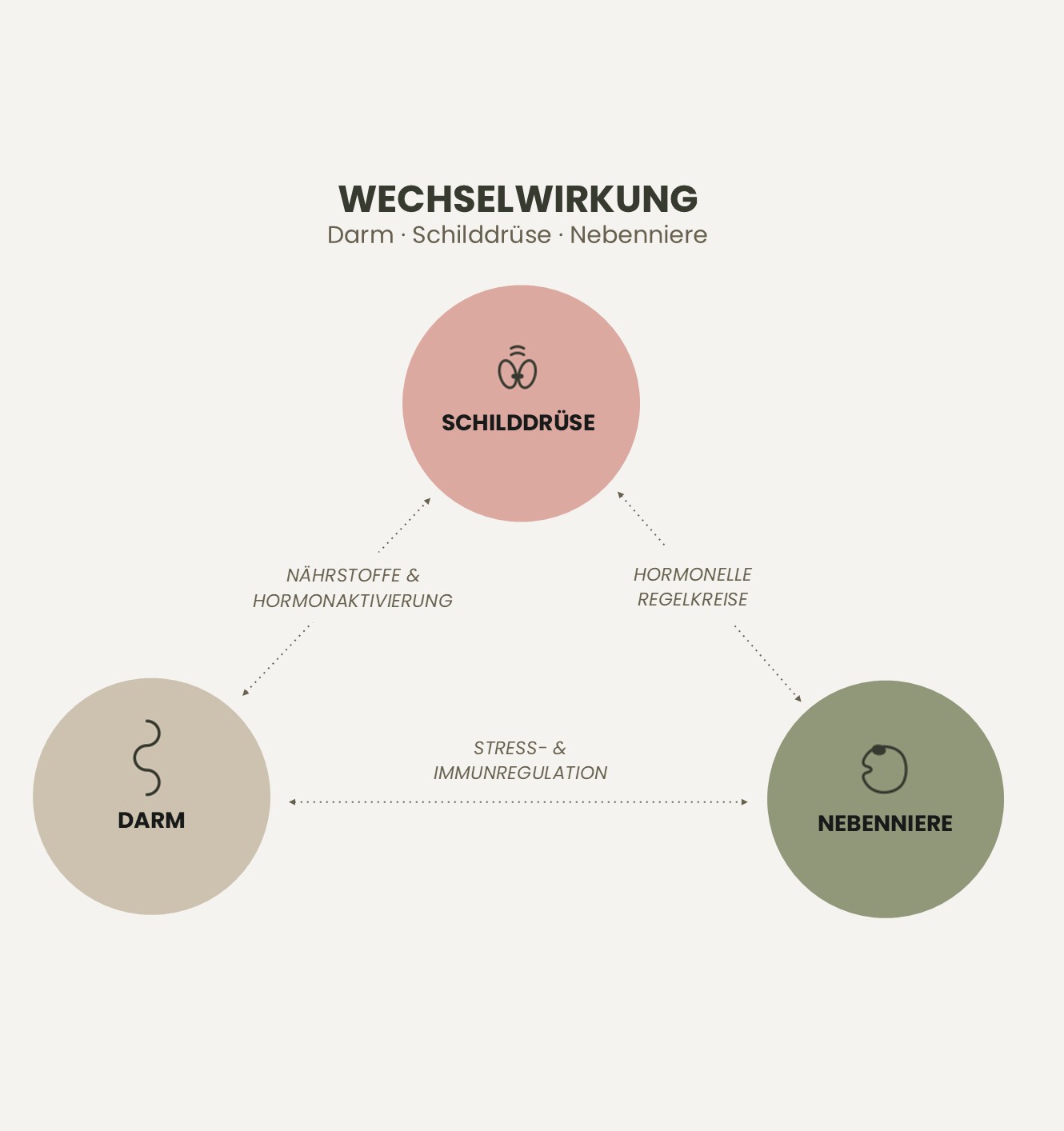 Schaubild Wechselwirkung Darm, Schilddrüse und Nebenniere